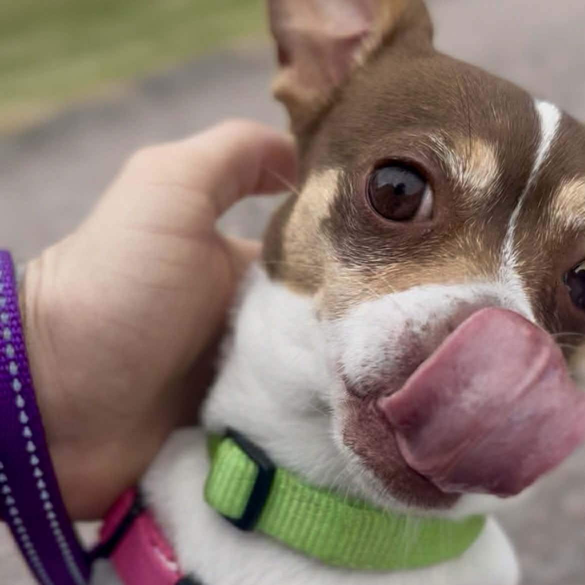 Enlarge Moxie, a ADOPTABLE mixed breed in Williston, VT image 5/5