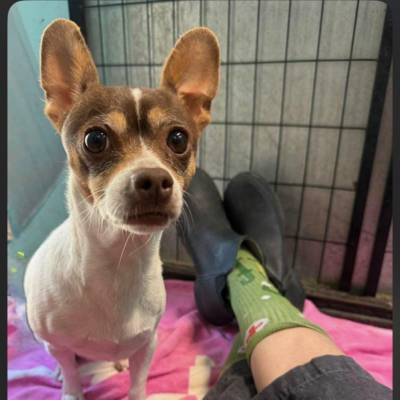 Enlarge Moxie, a ADOPTABLE mixed breed in Williston, VT image 2/5