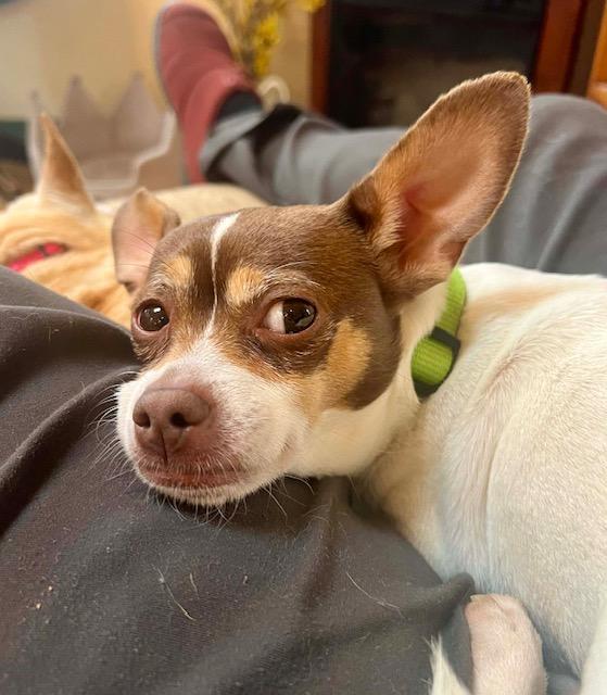 Enlarge Moxie, a ADOPTABLE mixed breed in Williston, VT image 4/5