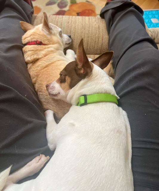 Enlarge Moxie, a ADOPTABLE mixed breed in Williston, VT image 3/5