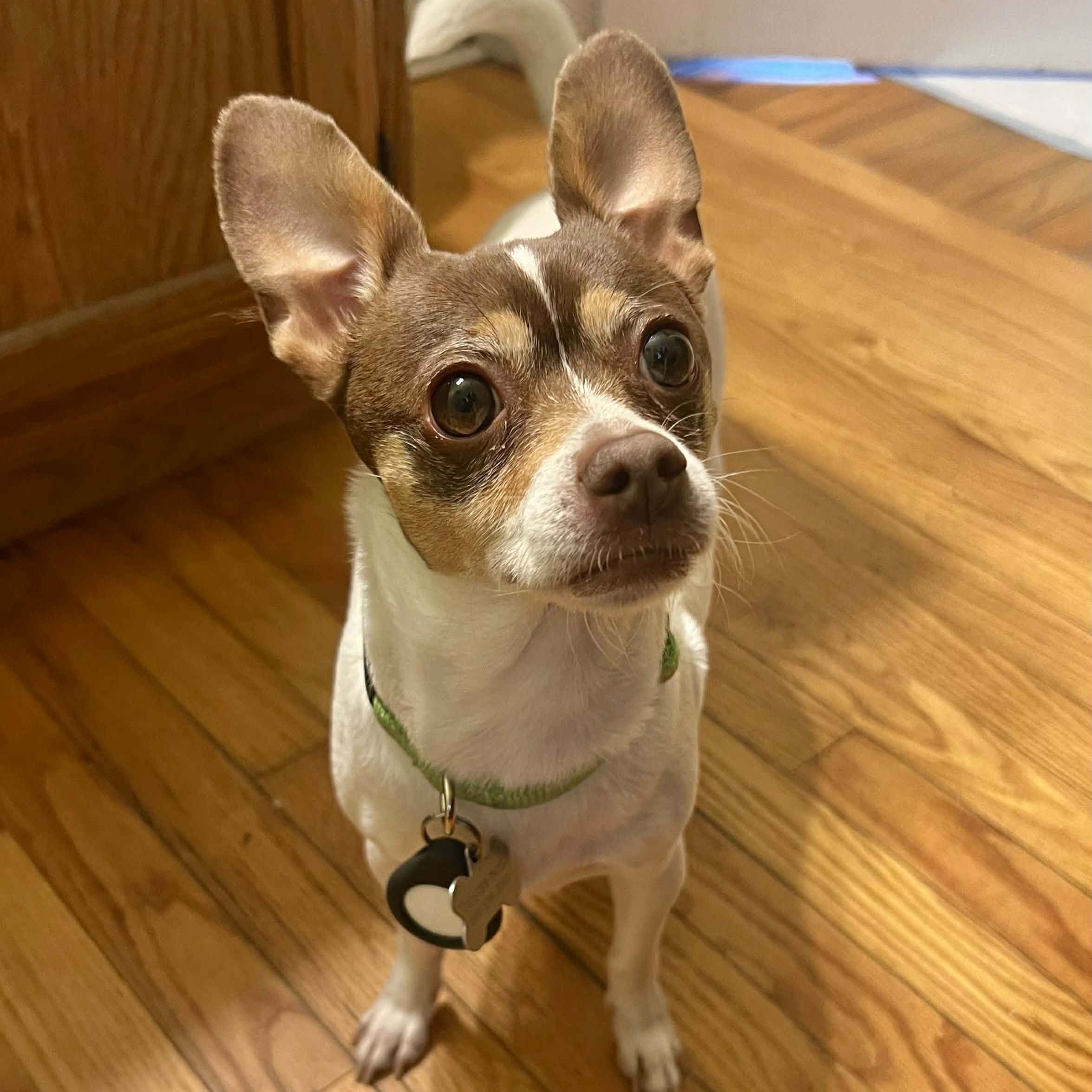 Moxie, ADOPTABLE, Senior Female Chihuahua.