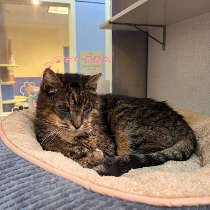 Enlarge Fuzzy Wuzzy, a Adoptable mixed breed in Richmond, VA image 1/4