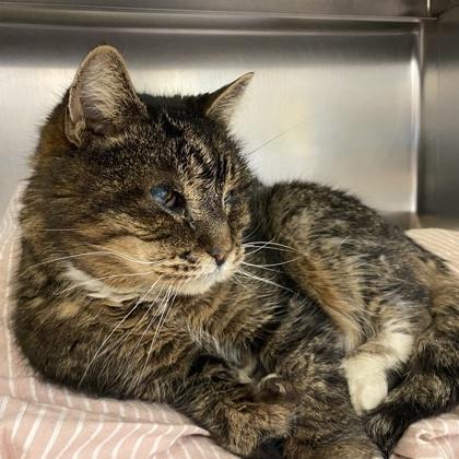 Enlarge Fuzzy Wuzzy, a Adoptable mixed breed in Richmond, VA image 2/4