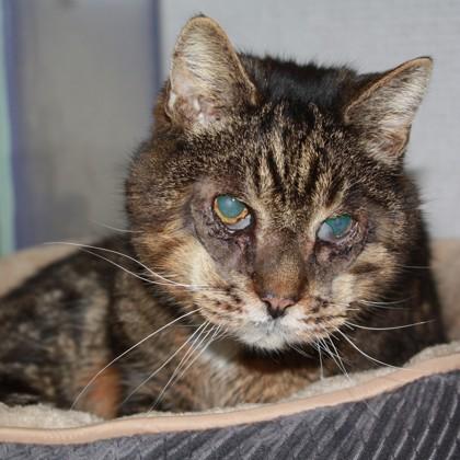 Enlarge Fuzzy Wuzzy, a Adoptable mixed breed in Richmond, VA image 3/4