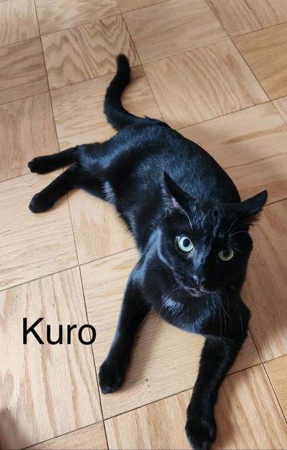 Kuro, an adopted mixed breed in New York, NY image 1/3