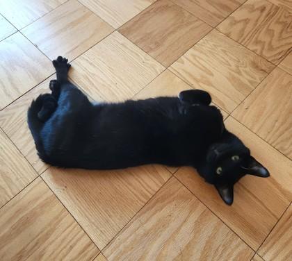 Kuro, an adopted mixed breed in New York, NY image 2/3