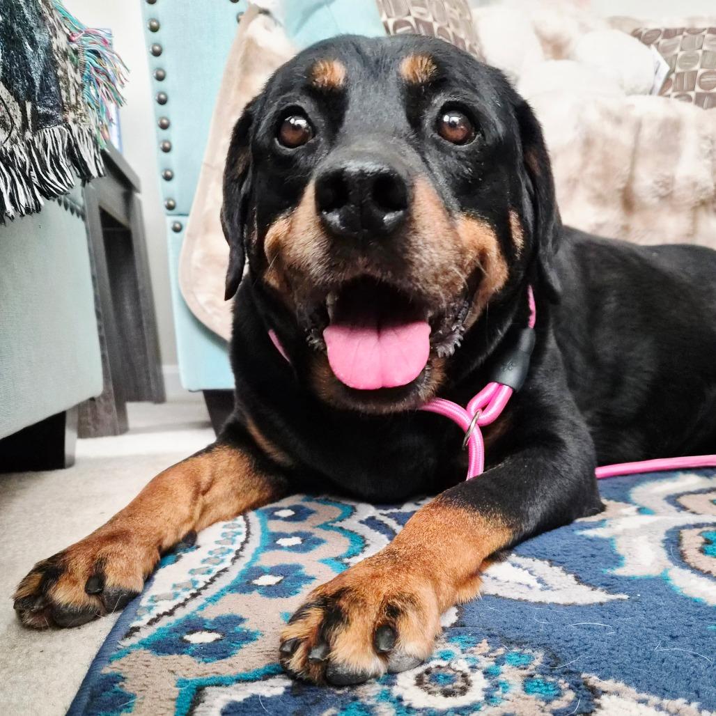 Baby Girl*adoption Pending*, a Adoptable Rottweiler in Charles Town, WV image 2/4