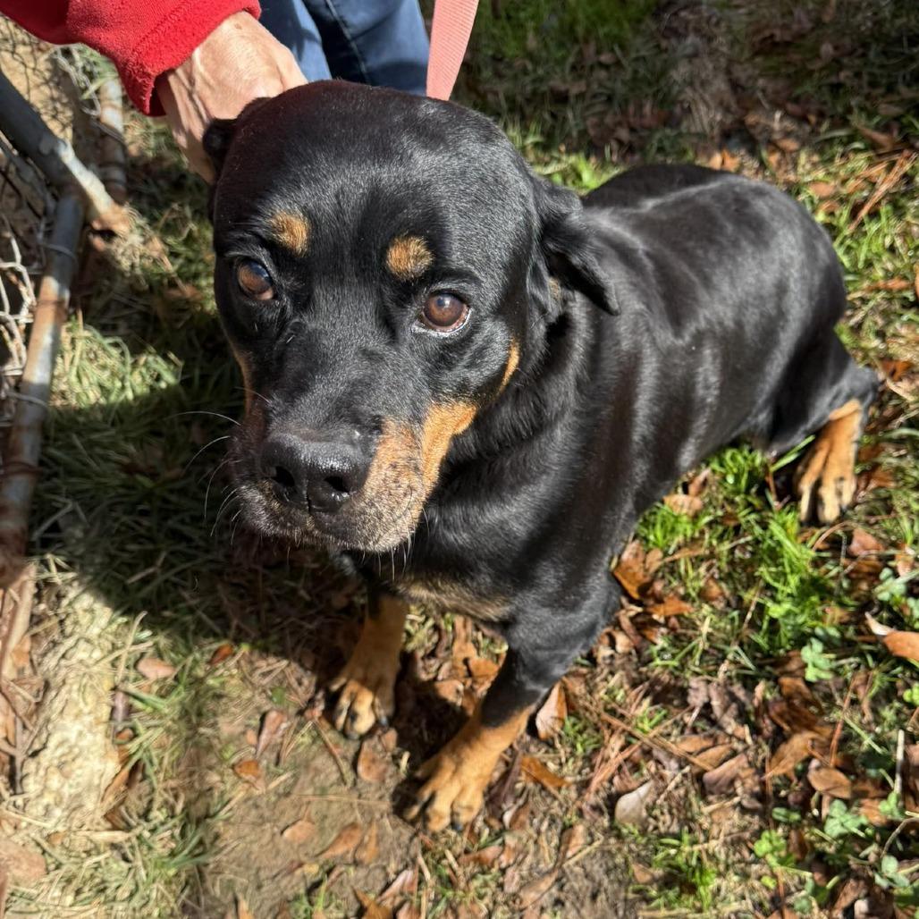Baby Girl*adoption Pending*, a Adoptable Rottweiler in Charles Town, WV image 3/4
