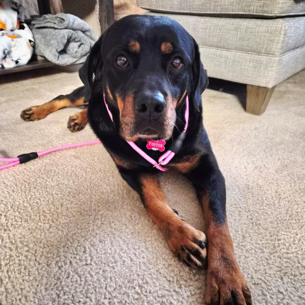 Baby Girl*adoption Pending*, a Adoptable Rottweiler in Charles Town, WV image 4/4