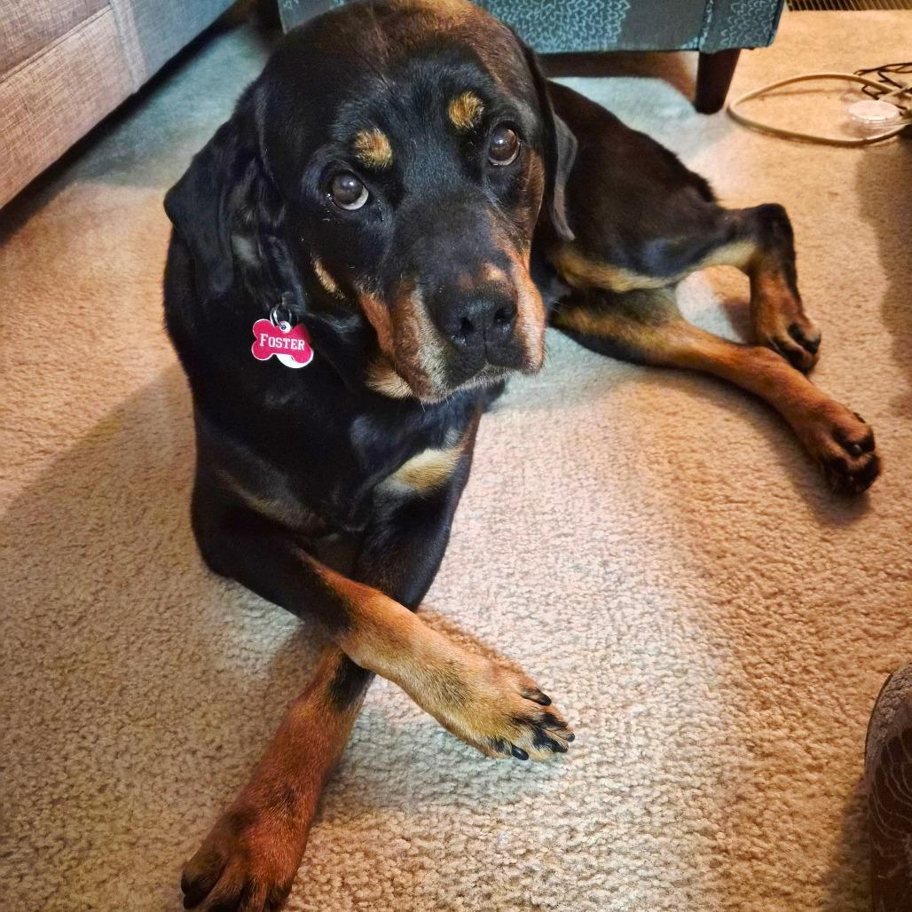 Baby Girl*adoption Pending*, Adoptable, Adult Female Rottweiler.