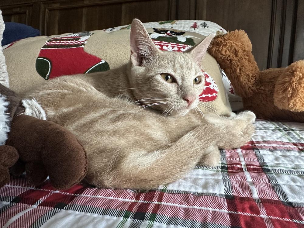 Enlarge Twitty, a Adoptable Domestic Short Hair in Orlando, FL image 1/5
