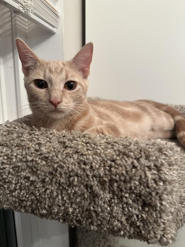 Enlarge Twitty, a Adoptable Domestic Short Hair in Orlando, FL image 2/5