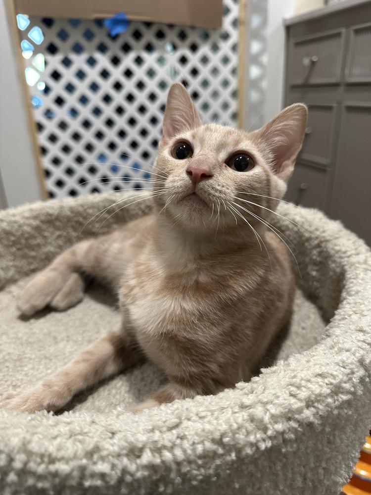 Enlarge Twitty, a Adoptable Domestic Short Hair in Orlando, FL image 4/5