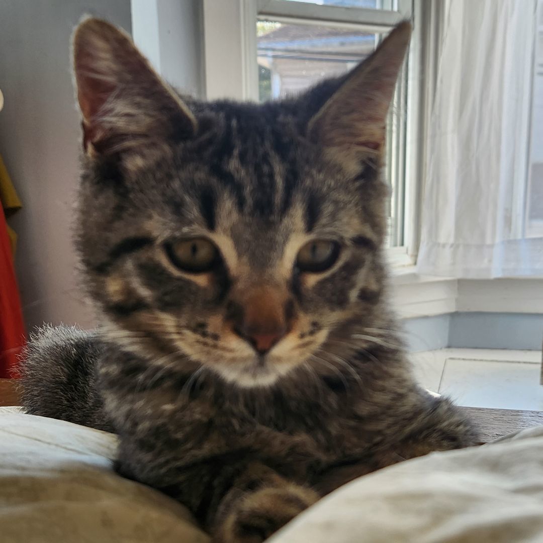 Tigger, a Adoptable Domestic Short Hair in Lemoyne, PA image 1/2