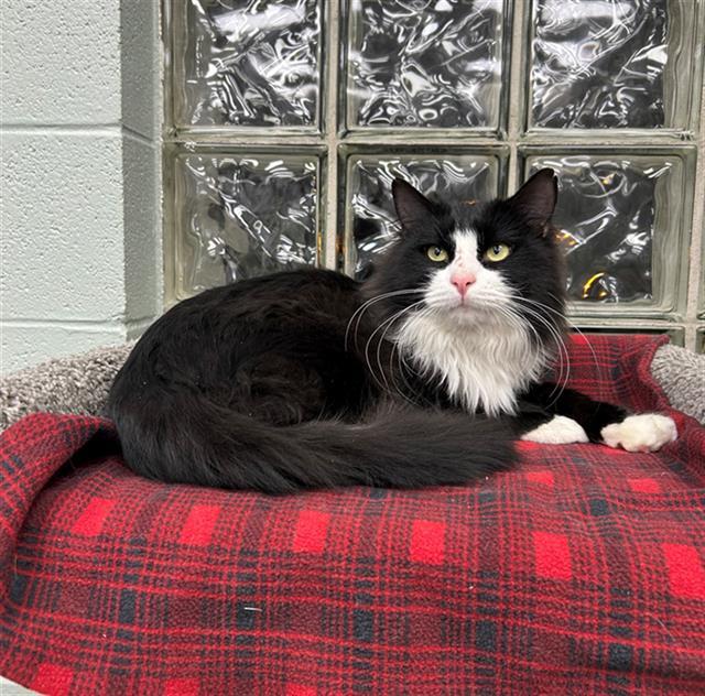 Enlarge SHRIMP, a Adoptable Domestic Long Hair in Geneva, IL image 1/1