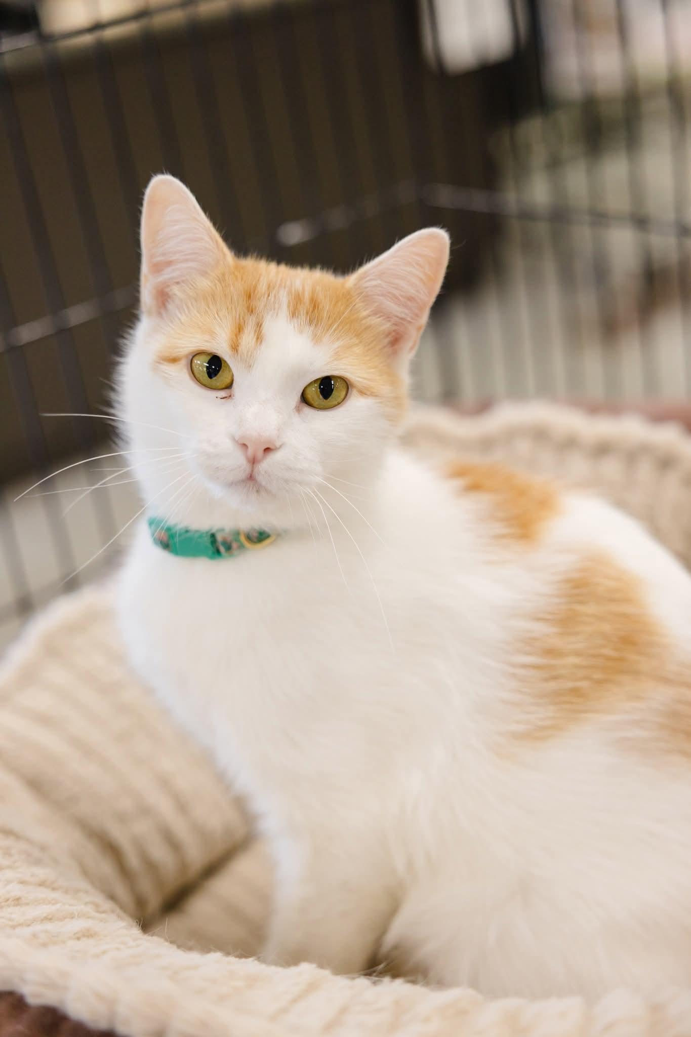 Enlarge Butterscotch, a Adoptable Domestic Short Hair in Newburgh, IN image 2/2