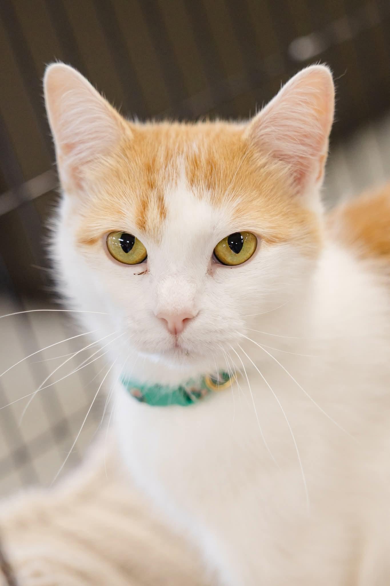 Butterscotch, Adoptable, Adult Female Domestic Short Hair.