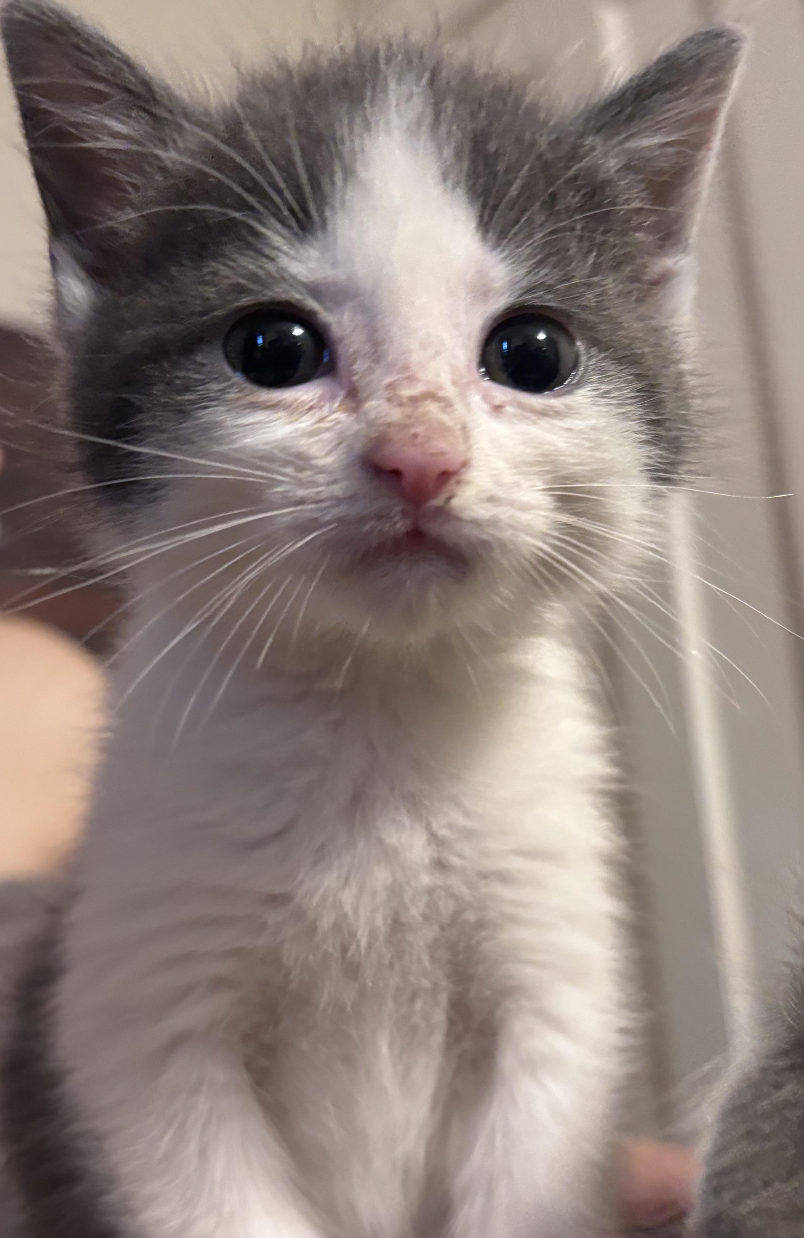Poppy, ADOPTABLE, Kitten Female Domestic Short Hair.