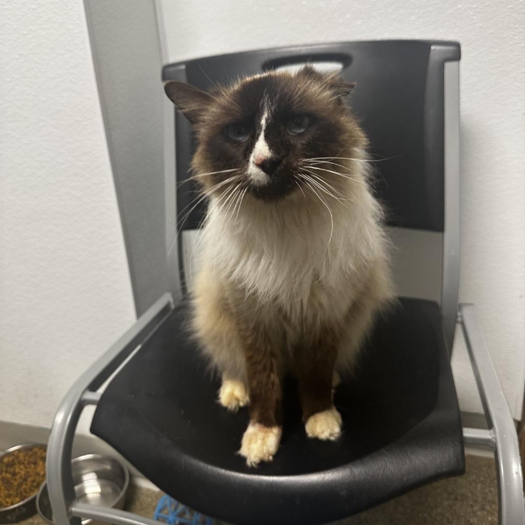 Kai, Adoptable, Adult Male Himalayan.