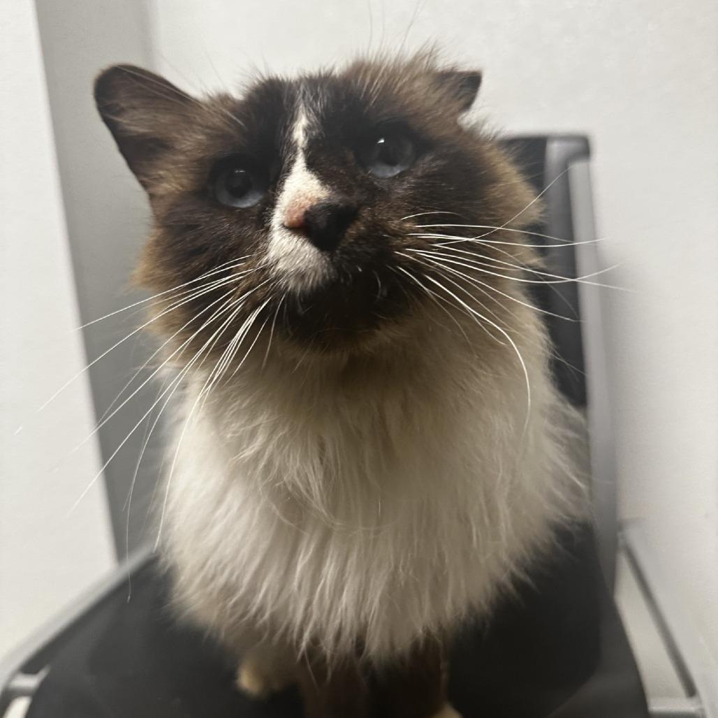 Kai, a Adoptable Himalayan in Blue Ridge, GA image 2/2