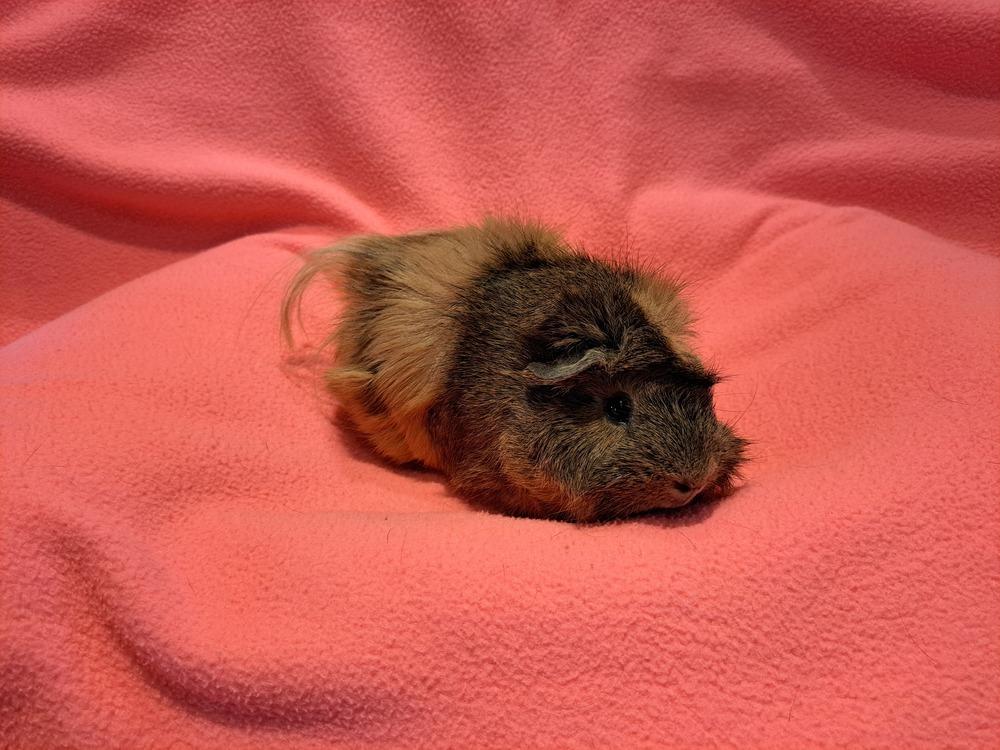 Juanita and Juana, Adoptable, Adult Female Guinea Pig & Guinea Pig.