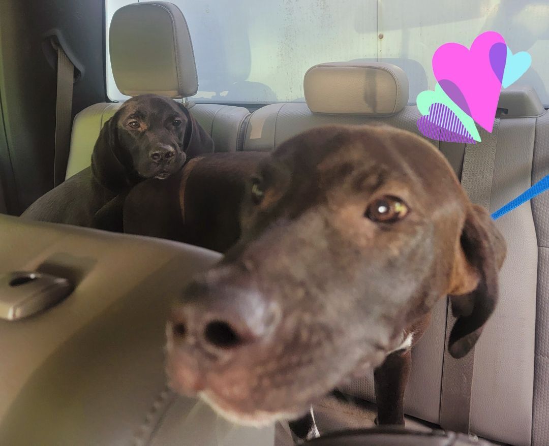 Enlarge Arthur, a Adoptable mixed breed in Lonsdale, AR image 10/12