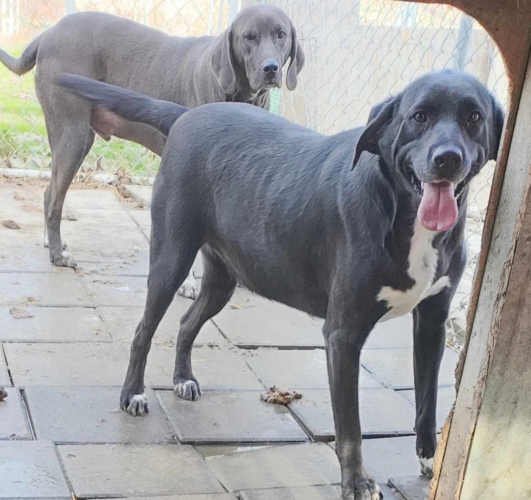 Enlarge Arthur, a Adoptable mixed breed in Lonsdale, AR image 11/12