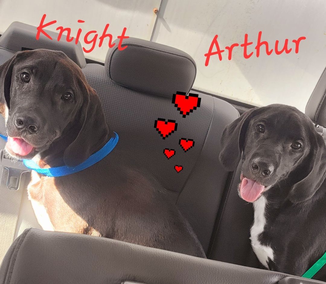 Enlarge Arthur, a Adoptable mixed breed in Lonsdale, AR image 12/12