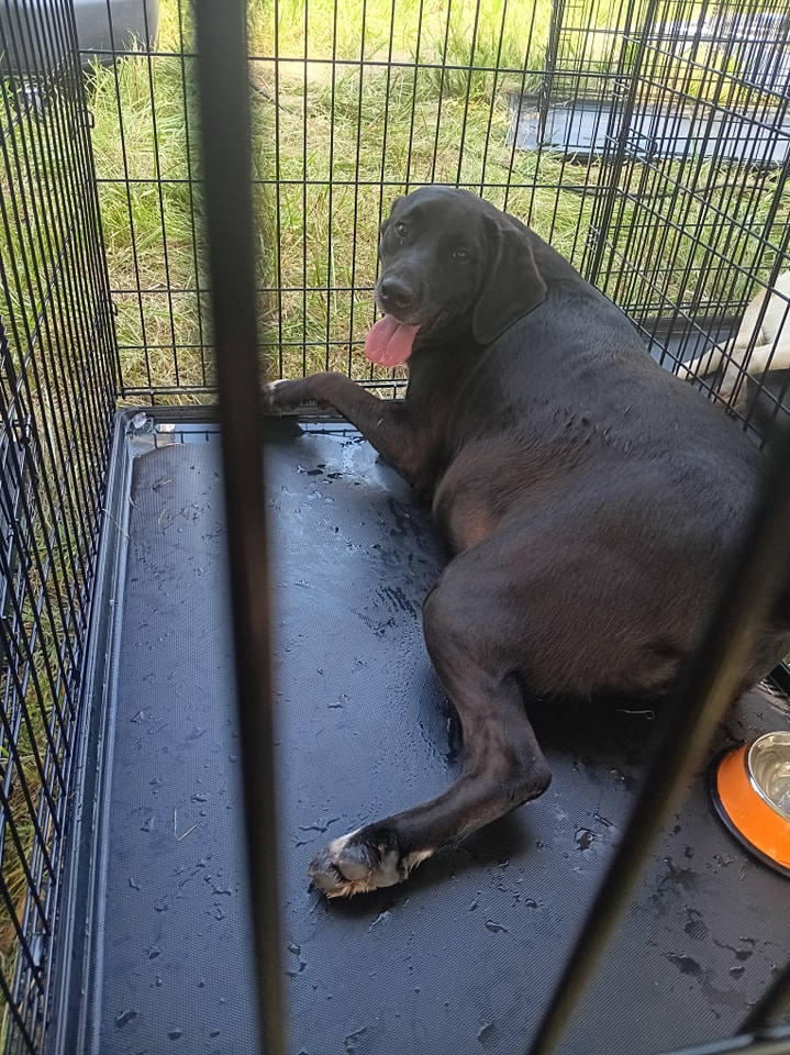 Enlarge Arthur, a Adoptable mixed breed in Lonsdale, AR image 8/12