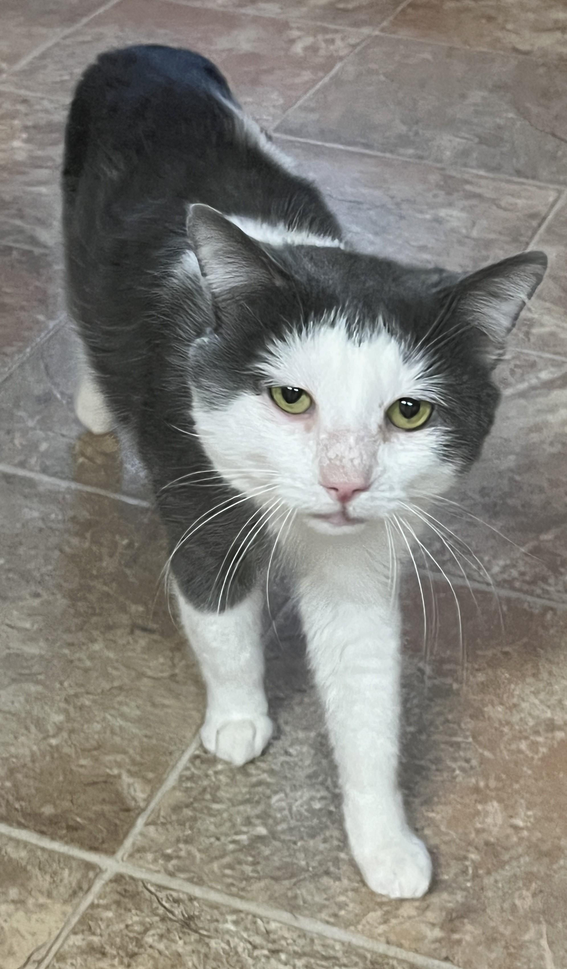 Enlarge IVAR (CR/SC), an adoption pending Domestic Short Hair in Sainte-Angele-de-Monnoir, QC image 6/6