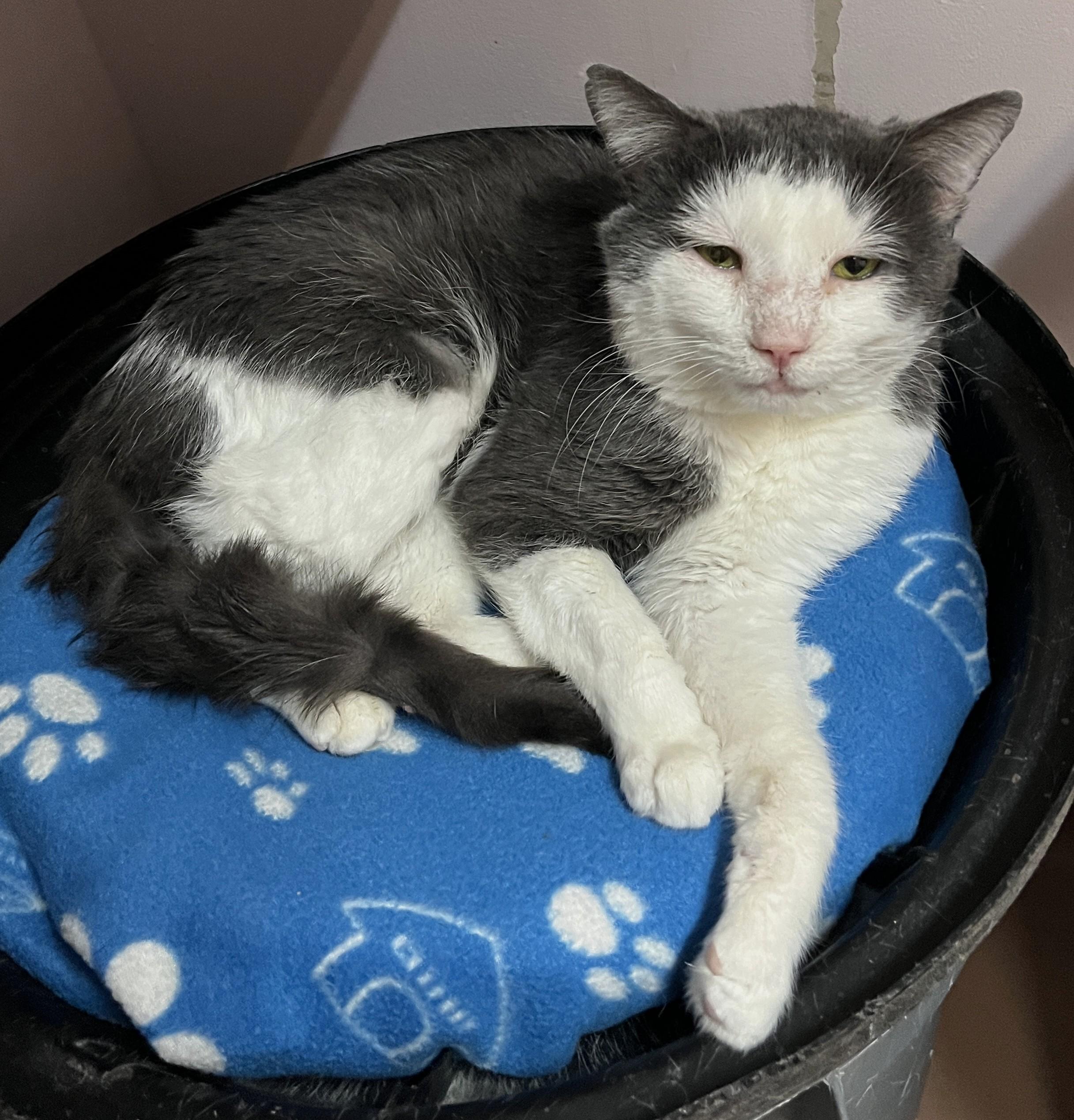 Enlarge IVAR (CR/SC), a Adoptable Domestic Short Hair in Sainte-Angele-de-Monnoir, QC image 2/6