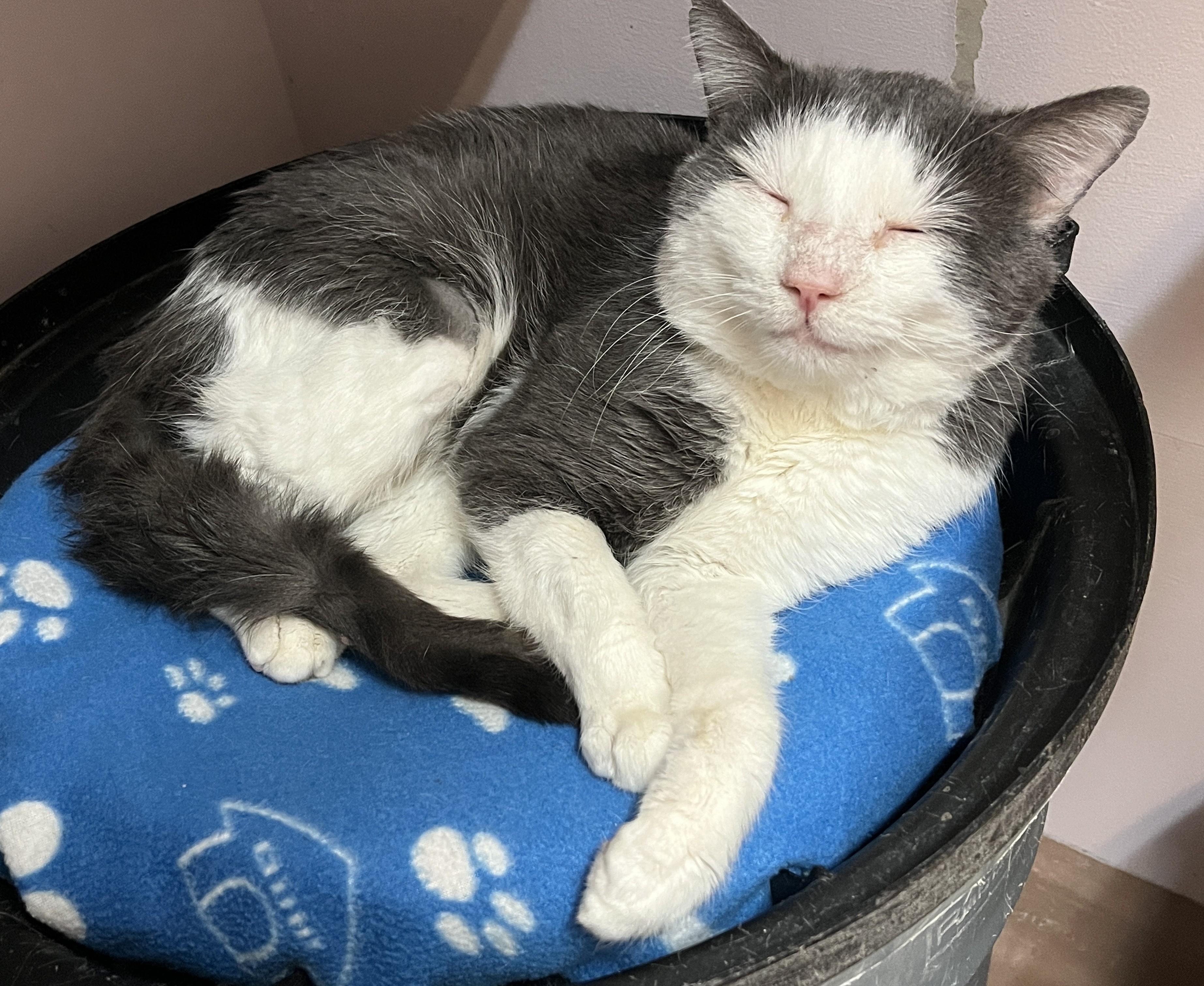 IVAR (CR/SC), Adoptable, Adult Male Domestic Short Hair.