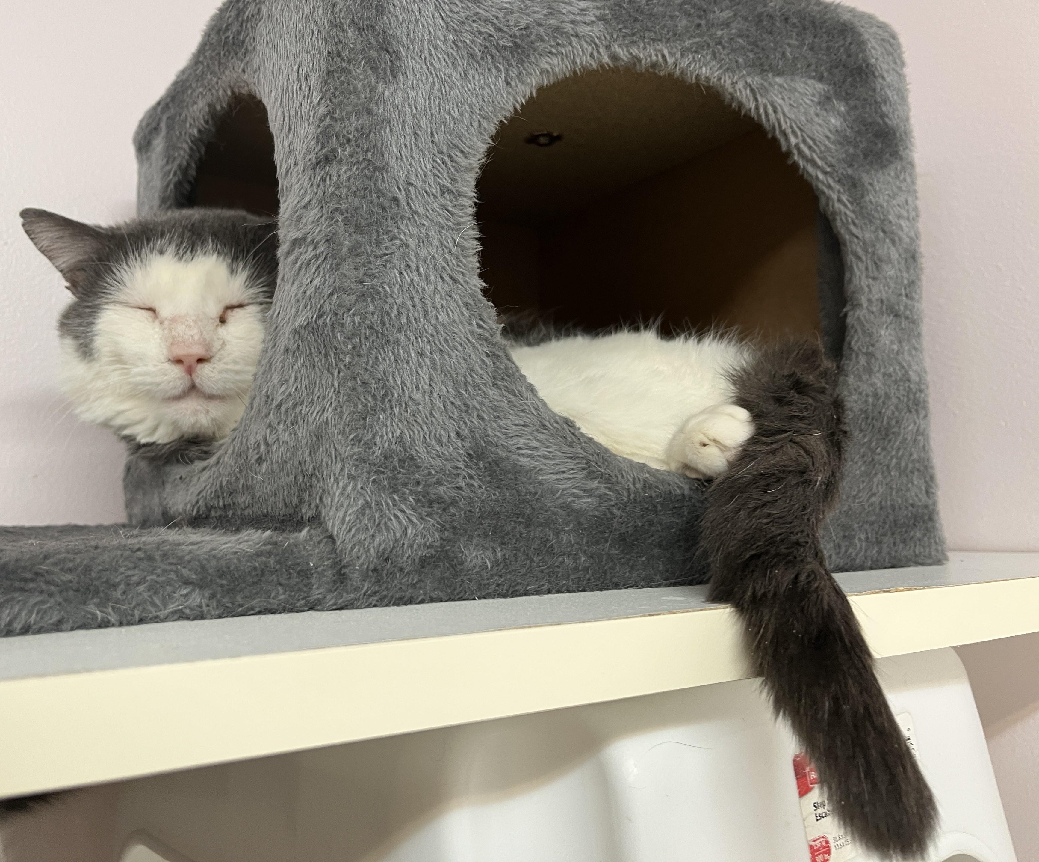 Enlarge IVAR (CR/SC), a Adoptable Domestic Short Hair in Sainte-Angele-de-Monnoir, QC image 3/6