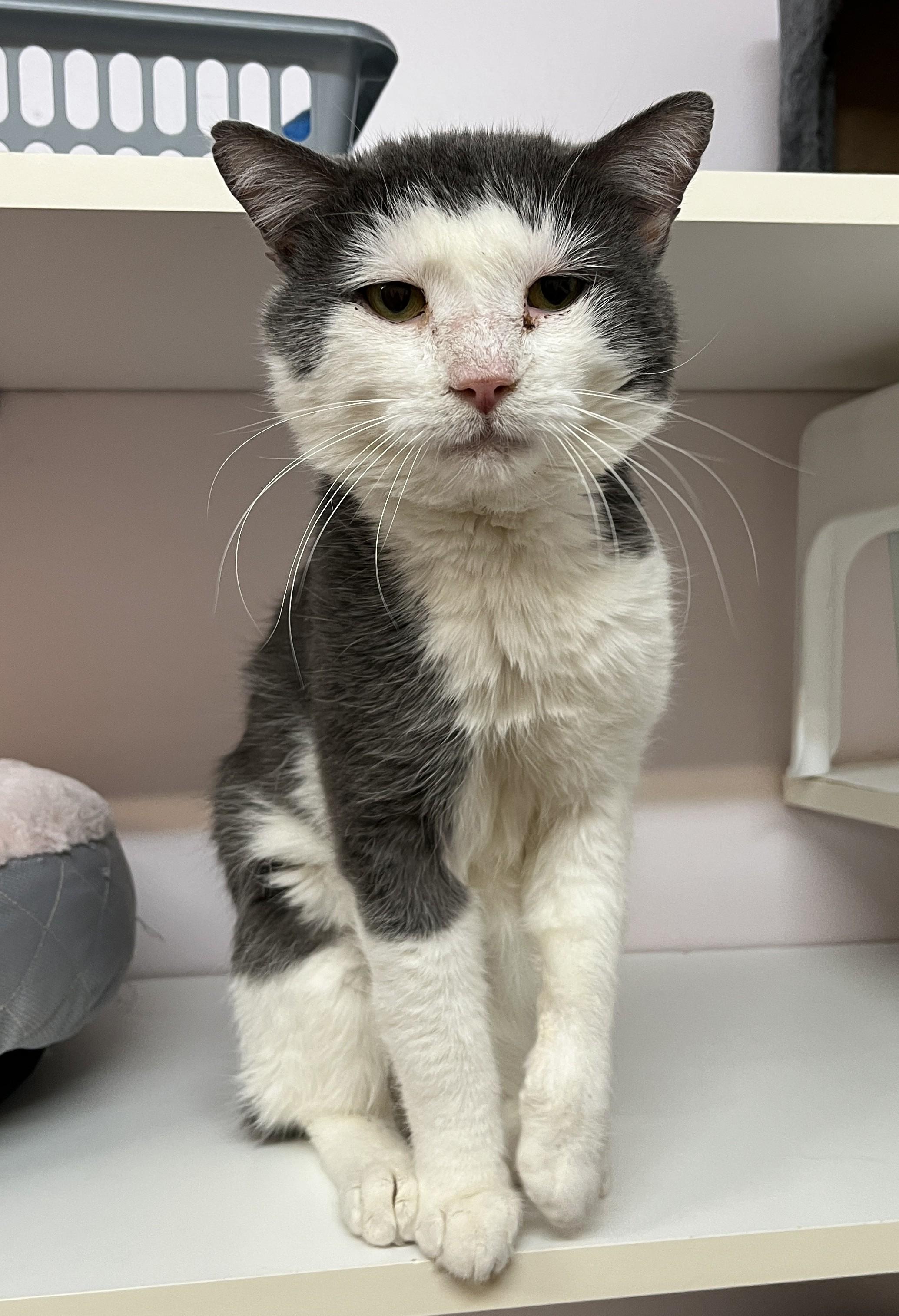 Enlarge IVAR (CR/SC), a Adoptable Domestic Short Hair in Sainte-Angele-de-Monnoir, QC image 4/6