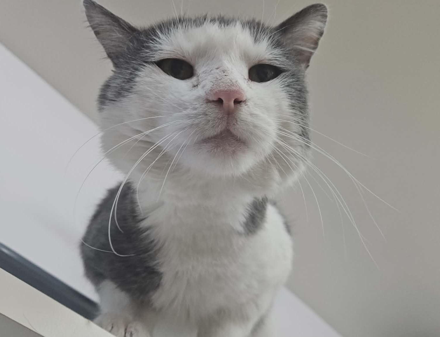 Enlarge IVAR (CR/SC), an adoption pending Domestic Short Hair in Sainte-Angele-de-Monnoir, QC image 1/6