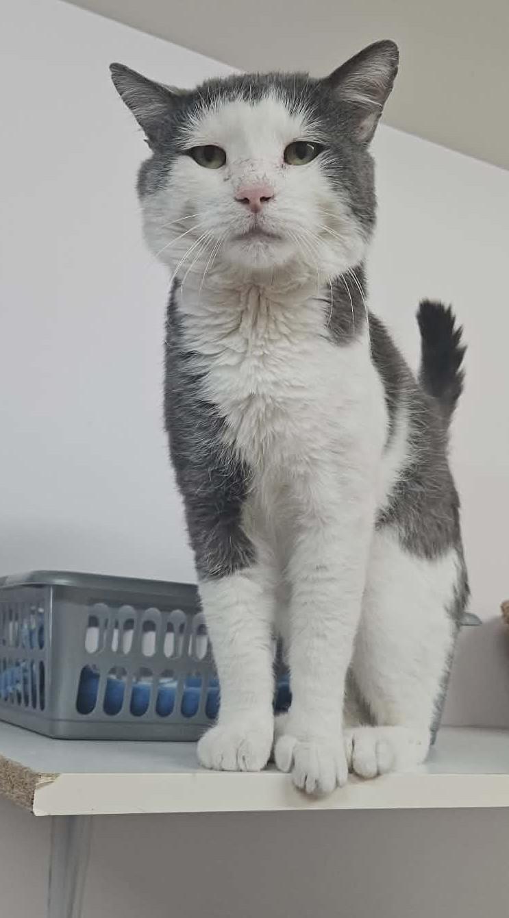 Enlarge IVAR (CR/SC), an adoption pending Domestic Short Hair in Sainte-Angele-de-Monnoir, QC image 3/6