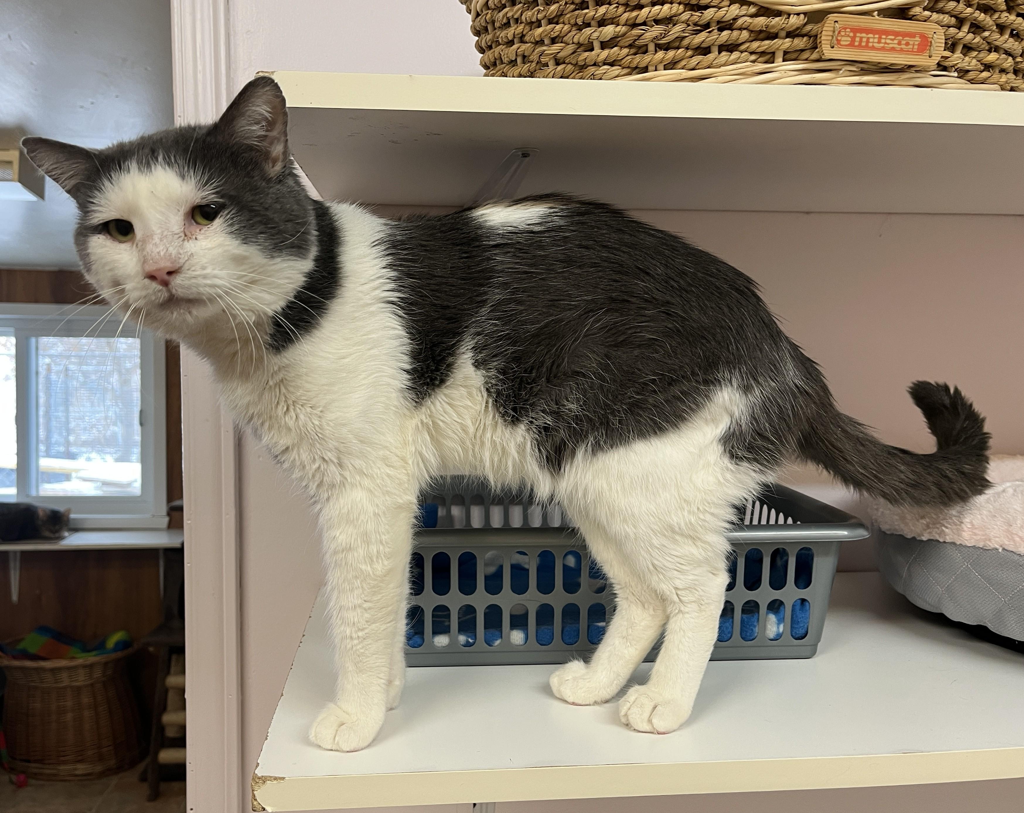 Enlarge IVAR (CR/SC), a Adoptable Domestic Short Hair in Sainte-Angele-de-Monnoir, QC image 5/6