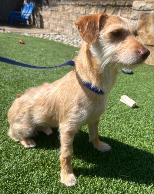 Enlarge TUCKER, an adopted mixed breed in Dallas, TX image 2/3