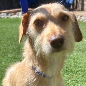 Enlarge TUCKER, an adopted mixed breed in Dallas, TX image 1/3