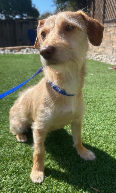 Enlarge TUCKER, an adopted mixed breed in Dallas, TX image 3/3