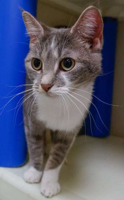 Margo, Adoptable, Adult Female Domestic Short Hair & Domestic Short Hair.
