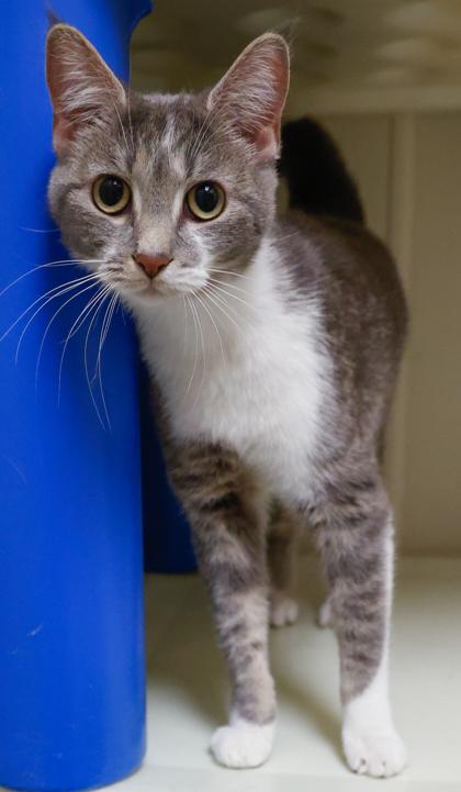 Enlarge Margo, a Adoptable mixed breed in Baraboo, WI image 2/3