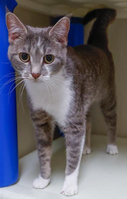 Enlarge Margo, a Adoptable mixed breed in Baraboo, WI image 3/3