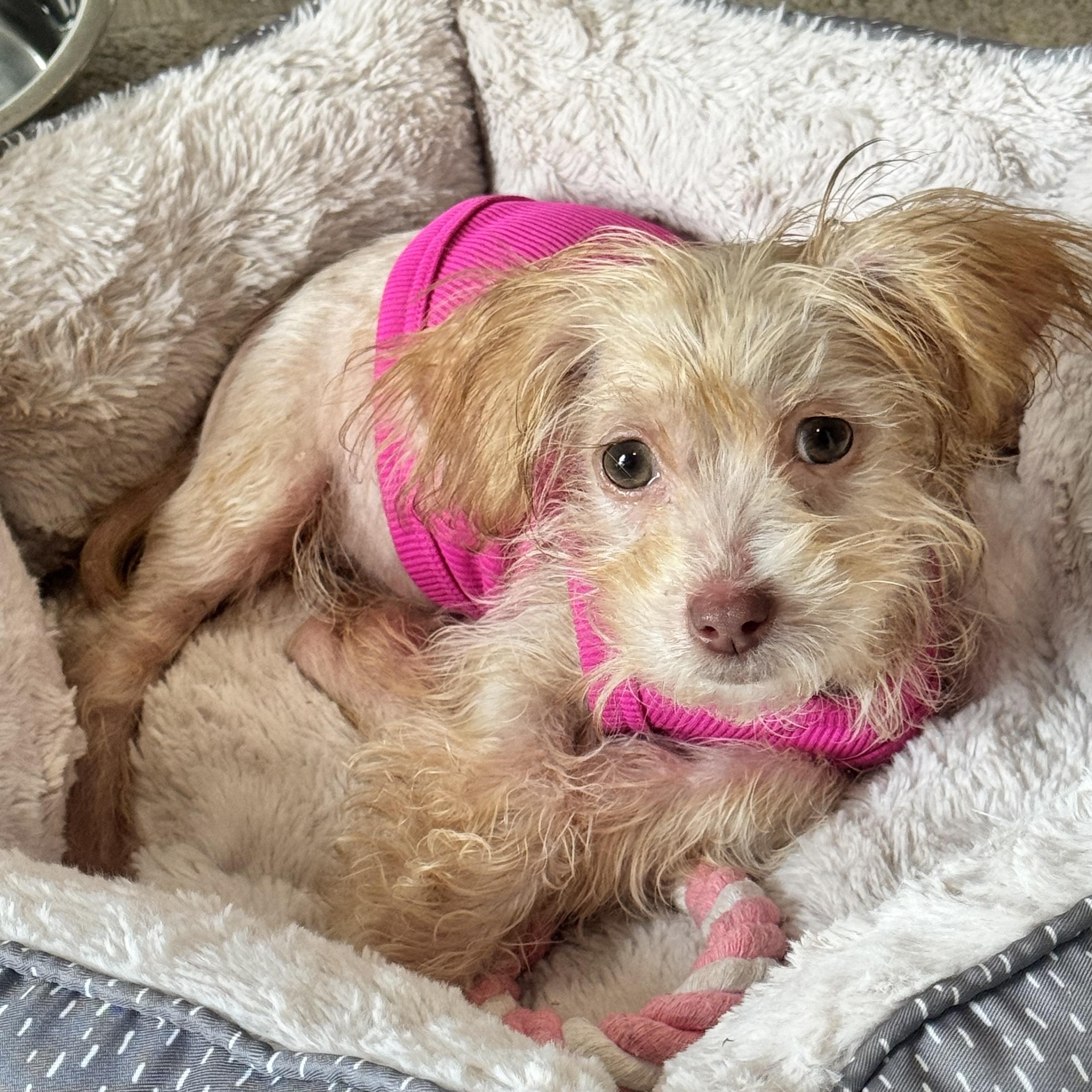 Pym, an adopted mixed breed in Calabash, NC image 2/5