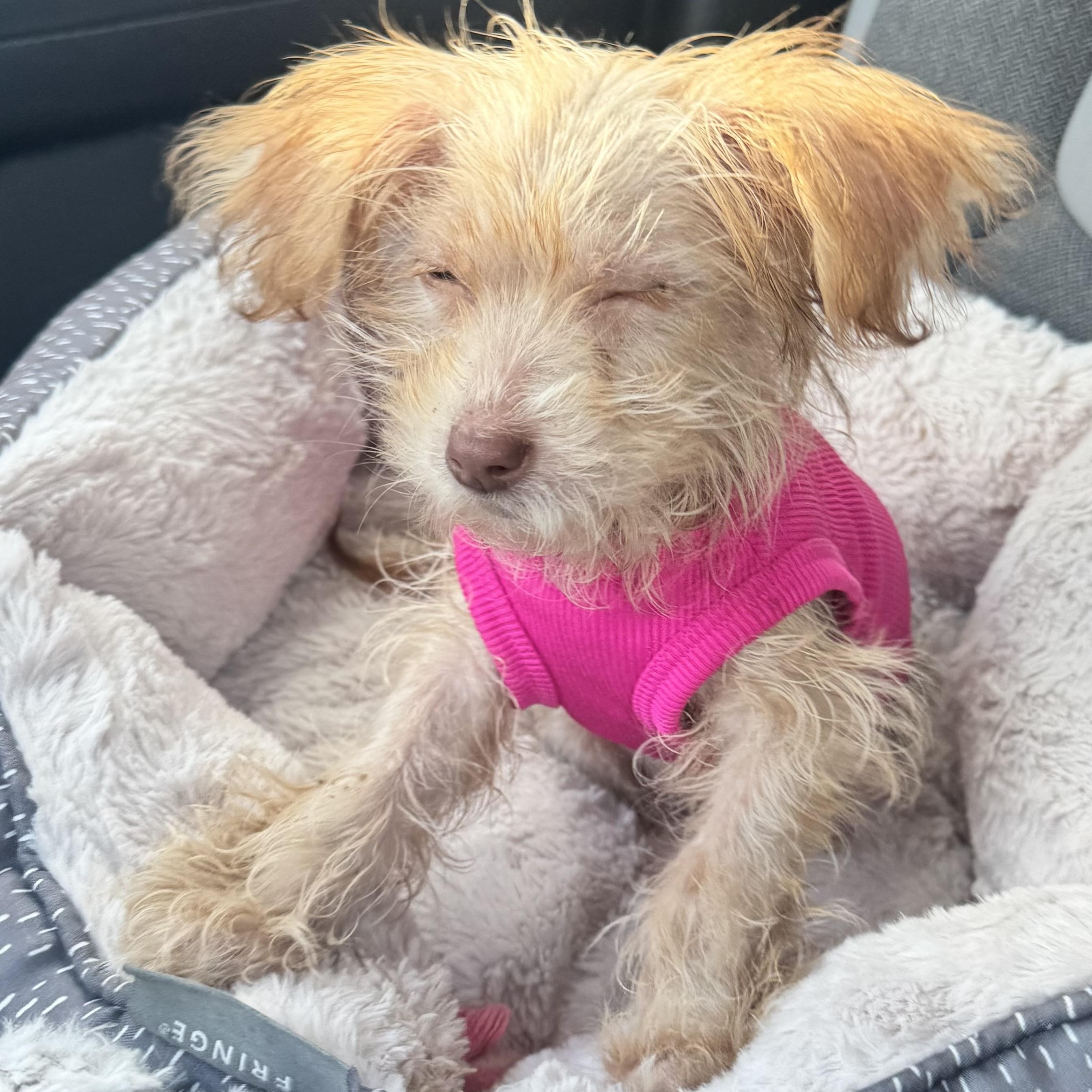 Pym, an adopted mixed breed in Calabash, NC image 4/5