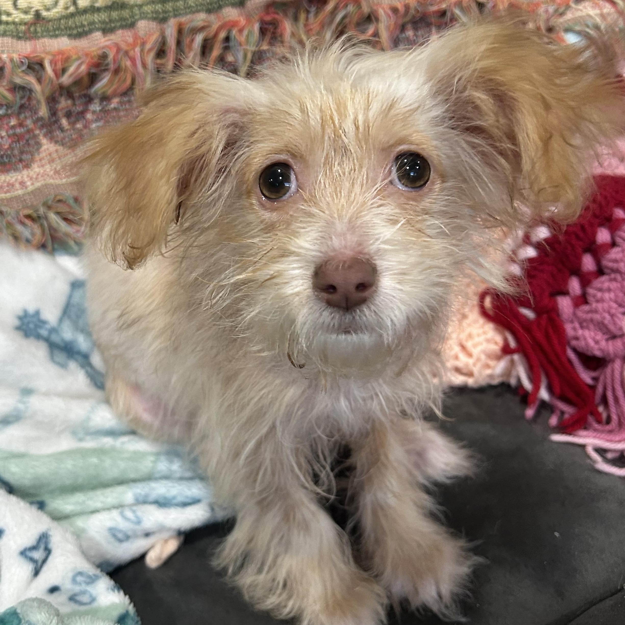 Pym, ADOPTABLE, Young Female Cairn Terrier.