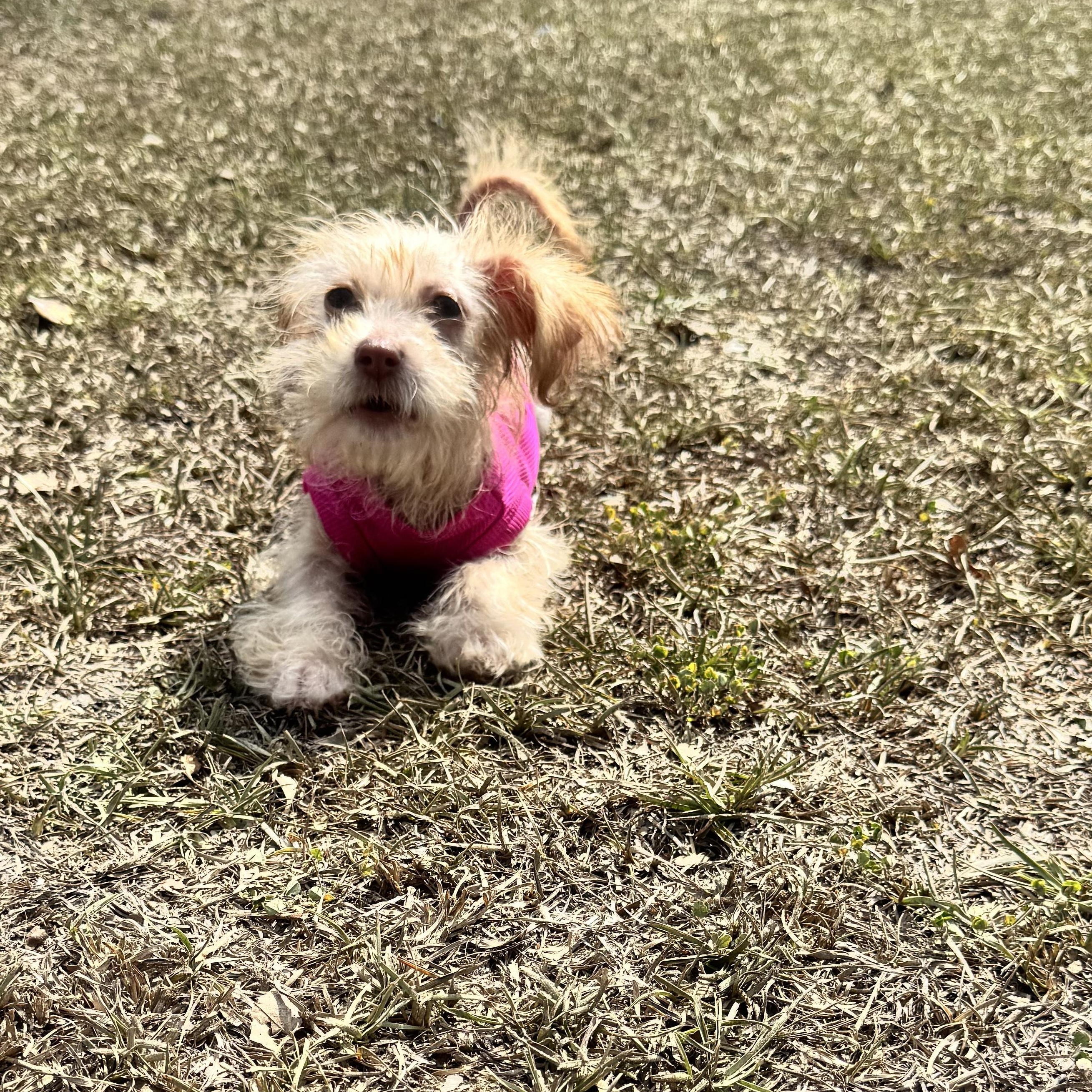 Pym, an adopted mixed breed in Calabash, NC image 3/5