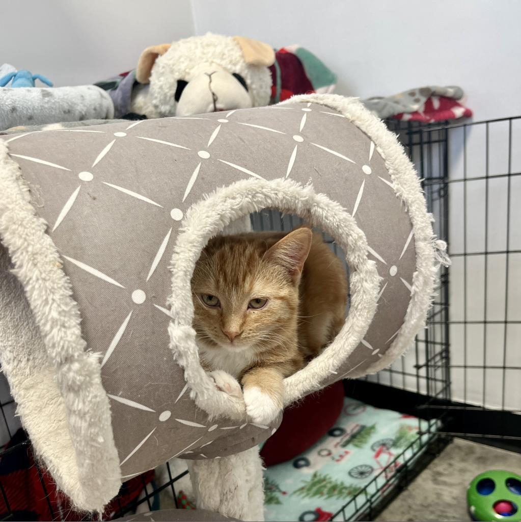 Peach, Adoptable, Adult Female Domestic Short Hair.