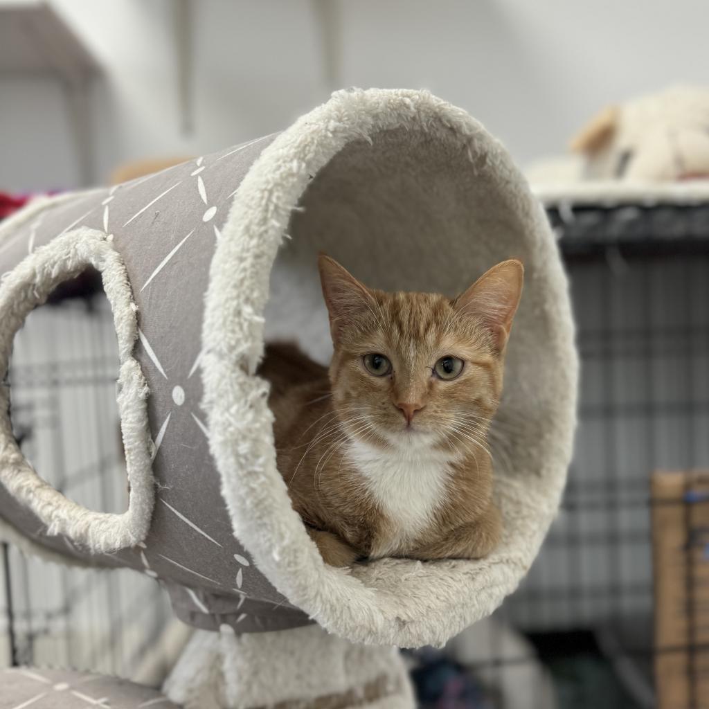 Peach, a Adoptable Domestic Short Hair in Oak Hill, WV image 4/6