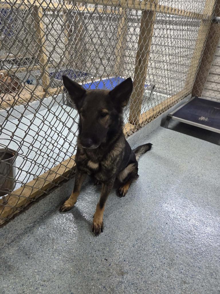 Enlarge Anabelle "Bella, a Adoptable German Shepherd Dog in Livingston, LA image 1/2